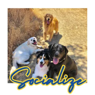Dog Training Group Classes