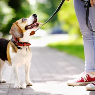 Potty Training Classes for Dogs