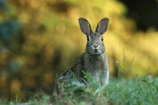 The Rabbits You Chase