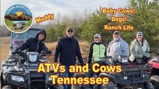 ATVs, Mud and Cows - Tennessee fun!
