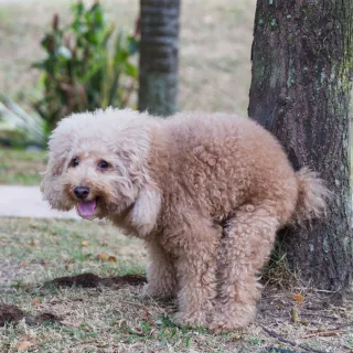 The Poop Scooping Diaries: Unraveling the Canine Traveler's Trail