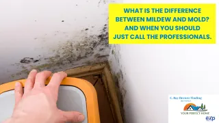 WHAT IS THE DIFFERENCE BETWEEN MILDEW AND MOLD? AND WHEN YOU SHOULD JUST CALL THE PROFESSIONALS.