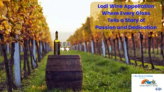 Lodi Wine Appellation: Where Every Glass Tells a Story of Passion and Dedication