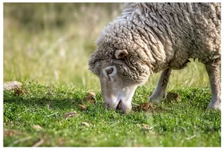 Maximising the returns from pasture