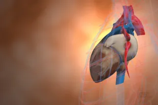 Exciting Breakthrough: Heart Muscle Regeneration Offers New Hope for Healing