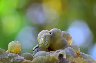 Prehnite: The Crystal That Knows Who Your Real Friends Are
