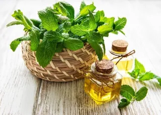 Một Số Loài Phổ Biến Được Sử Dụng Để Sản Xuất Tinh Dầu Bạc Hà