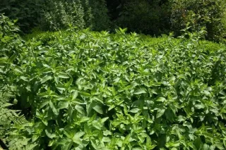 Bạc Hà Lục - Spearmint - Mentha spicata