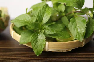 Bạc Hà Âu - Peppermint - Mentha piperita