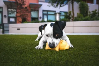 The Most Pet-Friendly Synthetic Turf? Check Out T°Cool® With BacShield Technology