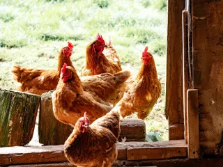 Ferryx partners with AB Agri in first broiler chicken trial of stress-responsive probiotic