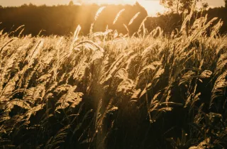 Abundancia y Creación Consciente