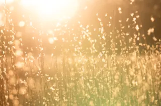 La vez que me regalaron oro