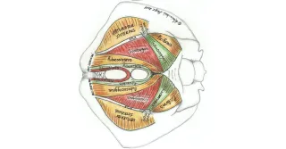 The Link Between Pelvic Health and Aging: What Every Woman Should Know