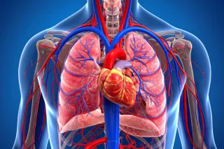 Cardiovascular: Protecting the Engine That Drives Longevity