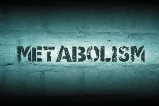 Metabolism: Fueling Energy, Focus, and Longevity