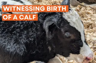 Witnessing the birth of a calf