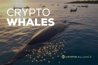 Crypto Whales: How the Smartest Players Profit Twice While Retail Traders Get Left Behind