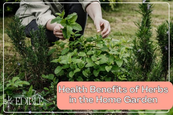 Health Benefits of Herbs in the Home Garden