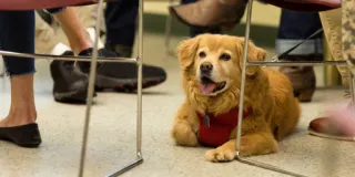 ESA Letter in Vernon Hills: Signs You May Need One Today