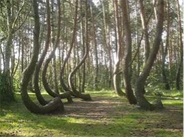 Geopathic Stress (GS)