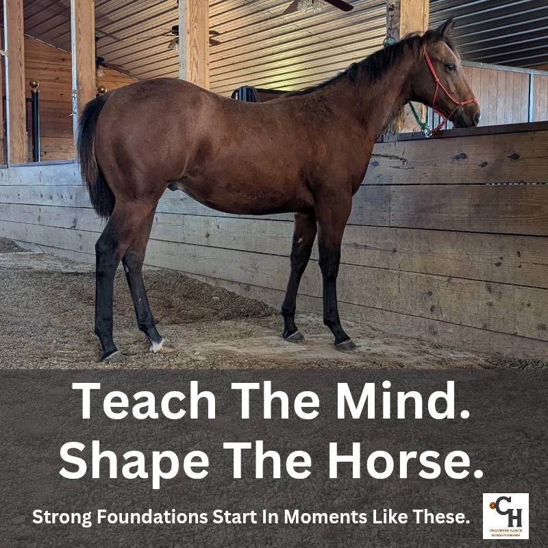 Foundation Series Part 2: Teach the Mind. Shape the Horse.