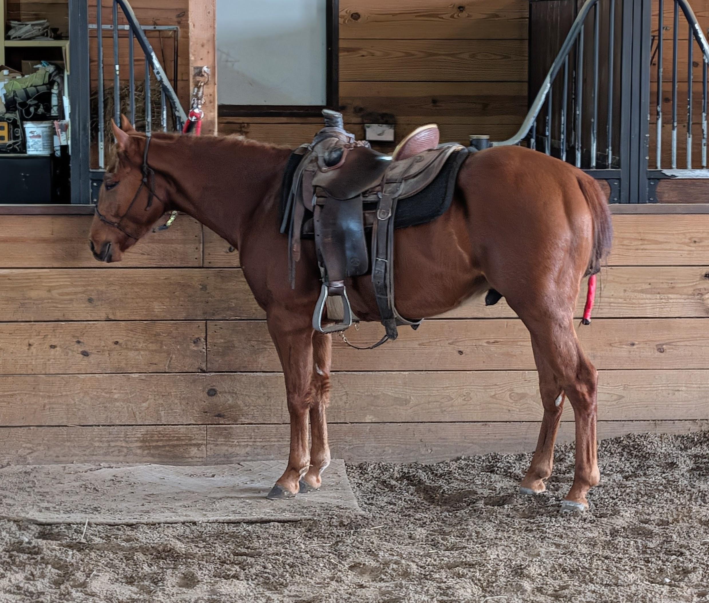 Foundations That Last: Why Horses Get Stuck and How to Fix It at the Root