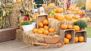Fall in Love with Dallas-Fort Worth (DFW): October Events and Market Highlights

