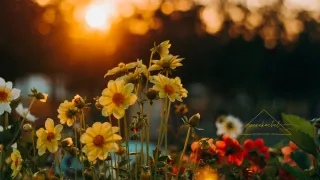Nurturing Wealth: A Daily Practice