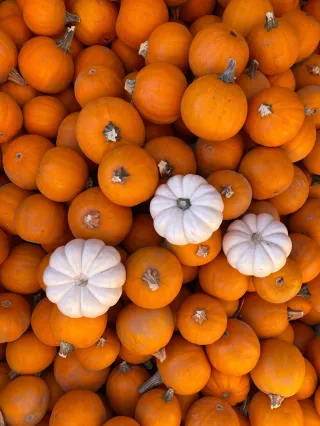 Best Pumpkin Patches in the Charlotte Metro | Charlotte Metro Living