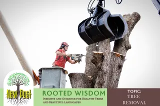 Reclaiming Your Space: Benefits of Expert Stump Grinding