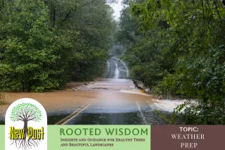How to Safely Prepare Your Trees for Severe Weather