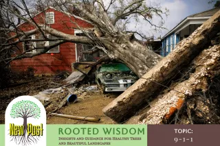 Emergency Tree Services: Why You Need a Reliable 24/7 Response