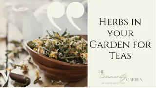 Herbs In Your Garden fir Homemade Teas