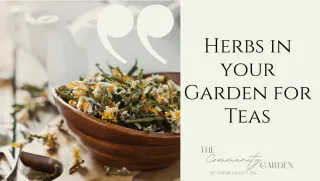 Herbs in your Garden for Homemade Teas
