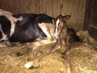 Welcome to the World, Opulence AV