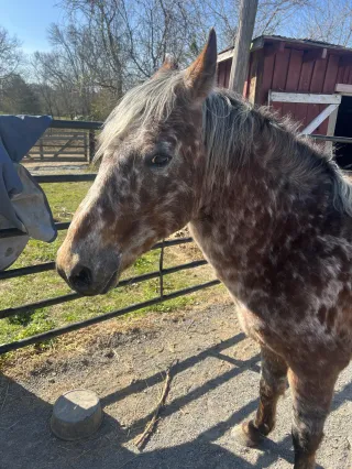 Welcome to the Herd, Joker! 
