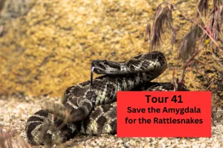 Tour 41 Save the Amygdala for the Rattlesnakes