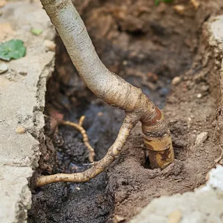 Dealing with Tree Roots in Your Plumbing Lines