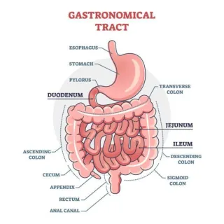 Impact of Colloidal Silver to the Digestive Tract