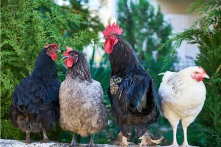 Addressing Poultry Separation Anxiety-Nurturing Emotional Well-being in the Coop