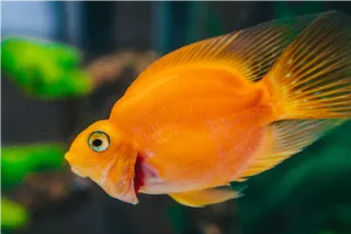 Navigating Aquarium Challenges: Understanding Fish Stress from Territorial Behavior