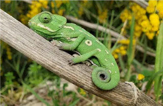 Exploring the Diverse World of Pet Reptiles-A Basic Guide