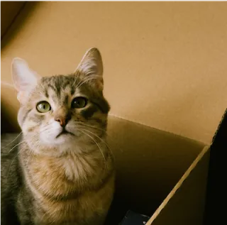 12 Tips for Moving with a Cat-A Basic Guide