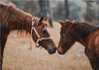 9 Aspects to Understanding the Special Needs of Rescue Horses-A Basic Guide 