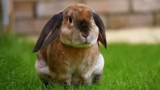 8 Rabbit Anxiety Symptoms-A Basic Guide 