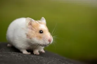 8 Signs of Hamster Stress-A Basic Guide 