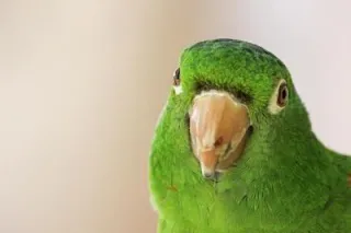 10 Tips for New Pet Bird Owners-A Basic Guide 