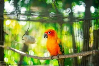 The Best Pet Birds for New Owners-A Basic Guide 