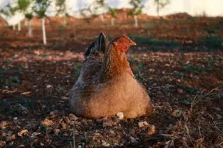 How to Reduce Stress in Poultry-A Basic Guide 